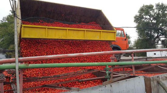 引进先进农业技术 种植世界上最好的蕃茄