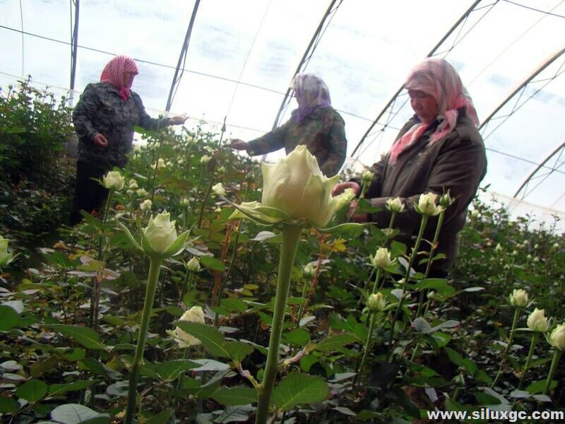 新疆吉木萨尔进入玫瑰赏花季 大有镇鲜切玫瑰远销中亚