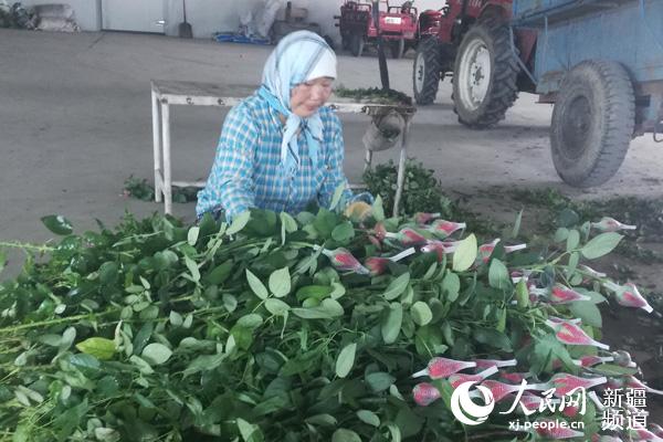 新疆玫瑰花产业发展壮大出口中亚市场