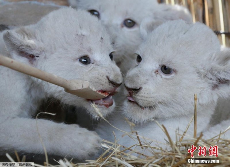 乌克兰罕见“五胞胎”白狮宝宝亮相 张牙舞爪萌翻了