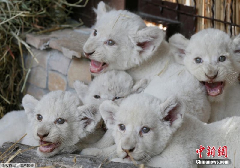 乌克兰罕见“五胞胎”白狮宝宝亮相 张牙舞爪萌翻了