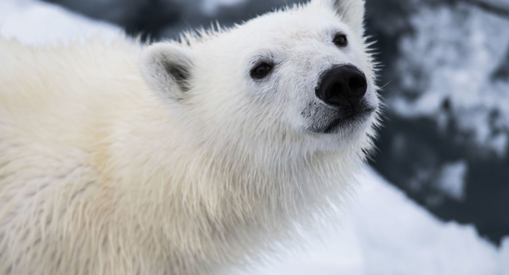 俄楚科奇半岛发现一只落单的北极幼熊 专家正在为其寻找动物园