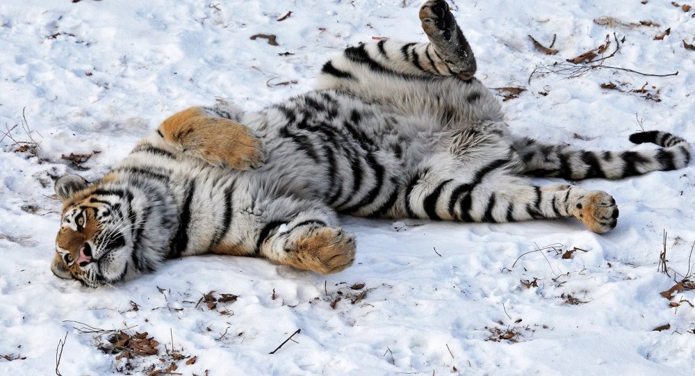 专家正在捕捉跑入哈巴罗夫斯克边疆区某镇的老虎