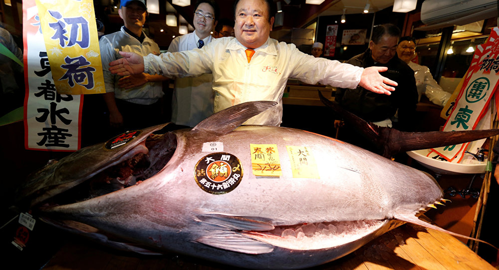 2017年日本批发市场拍出的金枪鱼成为本世纪第二高价