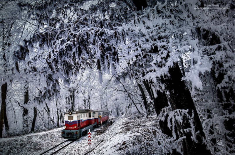 外国摄影师拍摄冬季森林美景 梦幻如童话世界