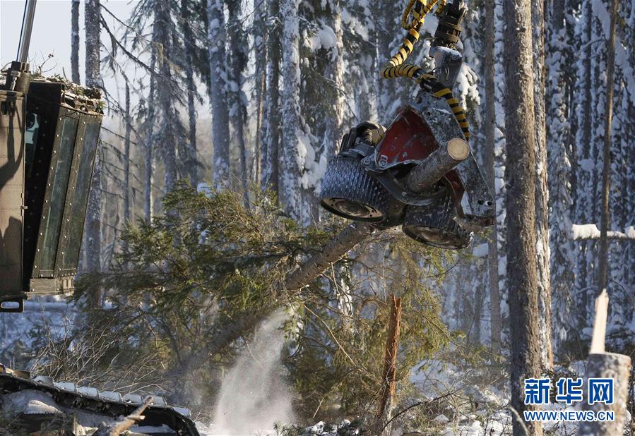 俄罗斯西伯利亚：冬季伐木忙