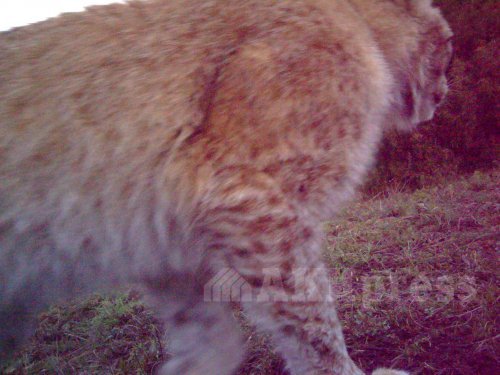 阿拉阿尔恰公园拍摄到猞猁