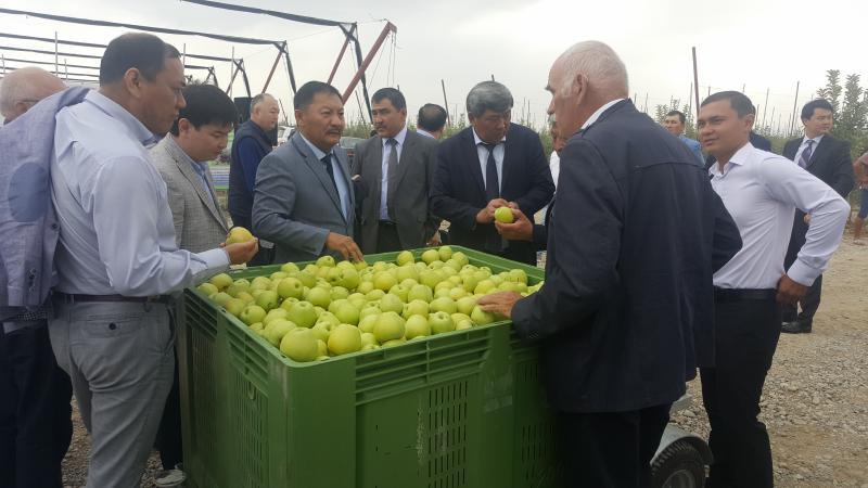 哈萨克斯坦仅能满足居民30%的苹果消费需求