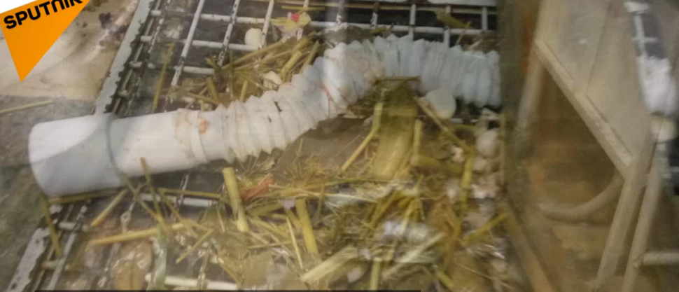 比什凯克知名快餐店卫生条件堪忧 