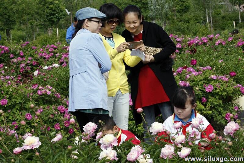 新疆吉木萨尔进入玫瑰赏花季 大有镇鲜切玫瑰远销中亚